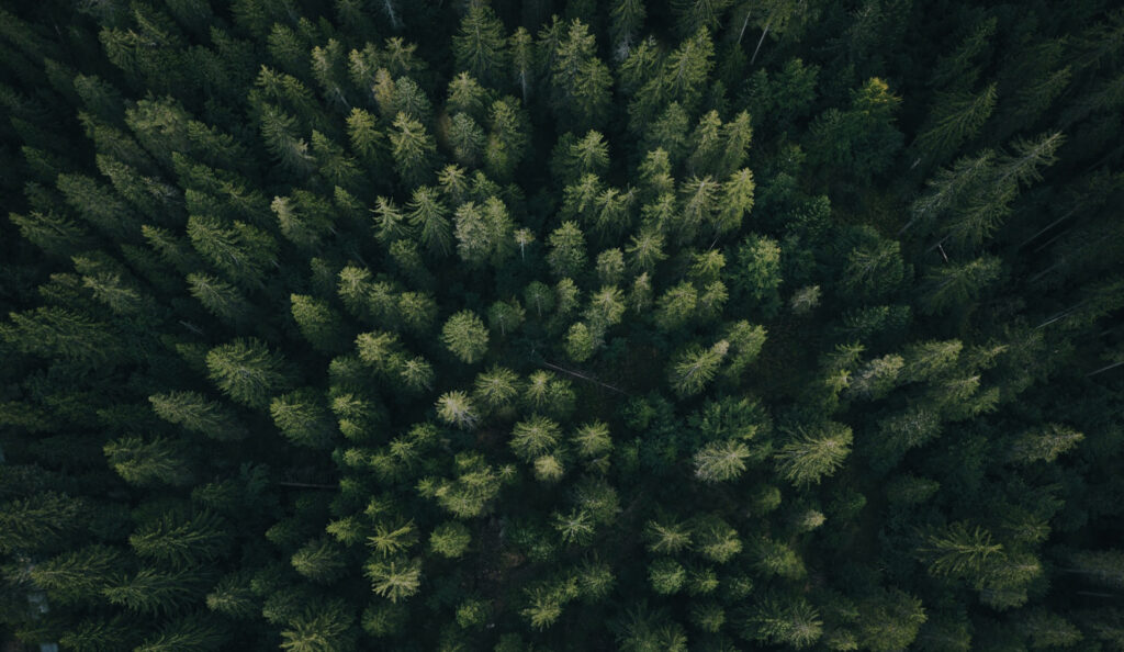 Forest aerial view. Protect the environment through climate disclosure and sustainability reporting with NZCS1, TCFD, IFRS S2, and climate related financial disclosures.