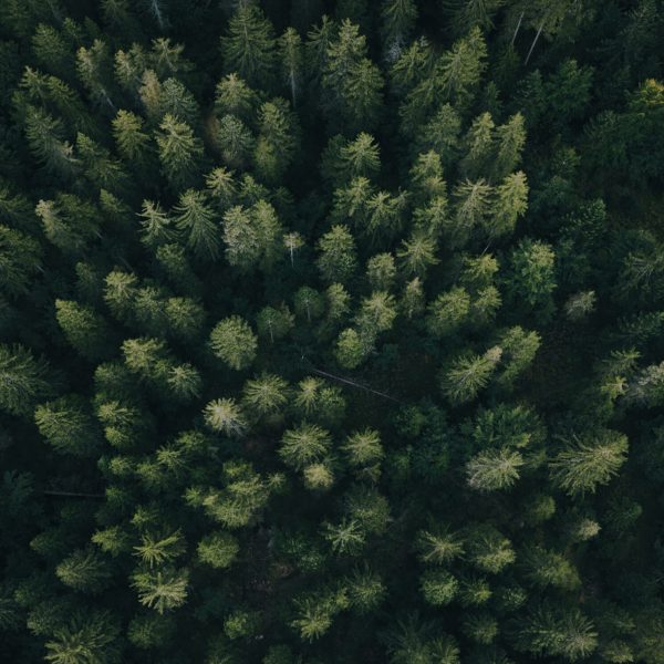 Forest aerial view. Protect the environment through climate disclosure and sustainability reporting with NZCS1, TCFD, IFRS S2, and climate related financial disclosures.